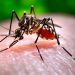 mosquito control in Texas